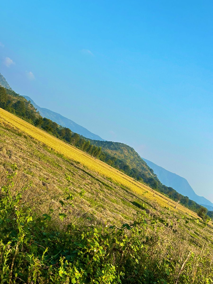 vrundavs's tweet image. Calming….peaceful 

Somewhere far from the madness…
#paddyfields #vrupix