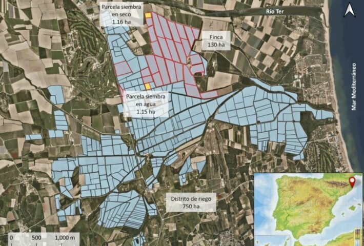 Collaboration between <a href="/AGROENG_UdG/">AGROENG_UdG</a> from <a href="/univgirona/">Universitat de Girona</a>
and <a href="/LaStatale/">Università degli Studi di Milano</a> to improve farming practices in rice cropping 

promedrice.org/universita-deg…