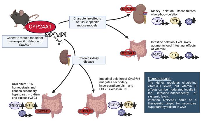 Duke Kidney (@dukekidney) on Twitter photo New from Dr Michaela Fuchs, Dr Murray, Dr Souma and Dr Wolf and Dr Grabner colleagues in <a href="/jclinicalinvest/">Journal of Clinical Investigation</a>
Intestinal Cyp24a1 regulates vitamin D locally independent of systemic regulation by renal Cyp24a1 in mice
jci.org/articles/view/… New from Dr Michaela Fuchs, Dr Murray, Dr Souma and Dr Wolf and Dr Grabner colleagues in <a href="/jclinicalinvest/">Journal of Clinical Investigation</a>
Intestinal Cyp24a1 regulates vitamin D locally independent of systemic regulation by renal Cyp24a1 in mice
jci.org/articles/view/…