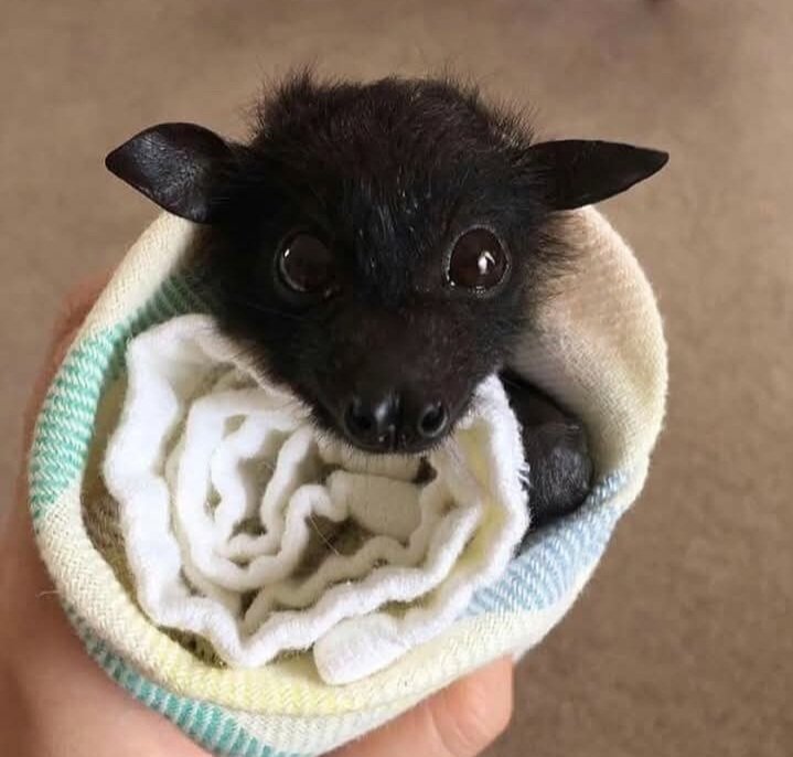 Traceywales's tweet image. Yes please to a pet bat #Tocute 🦇