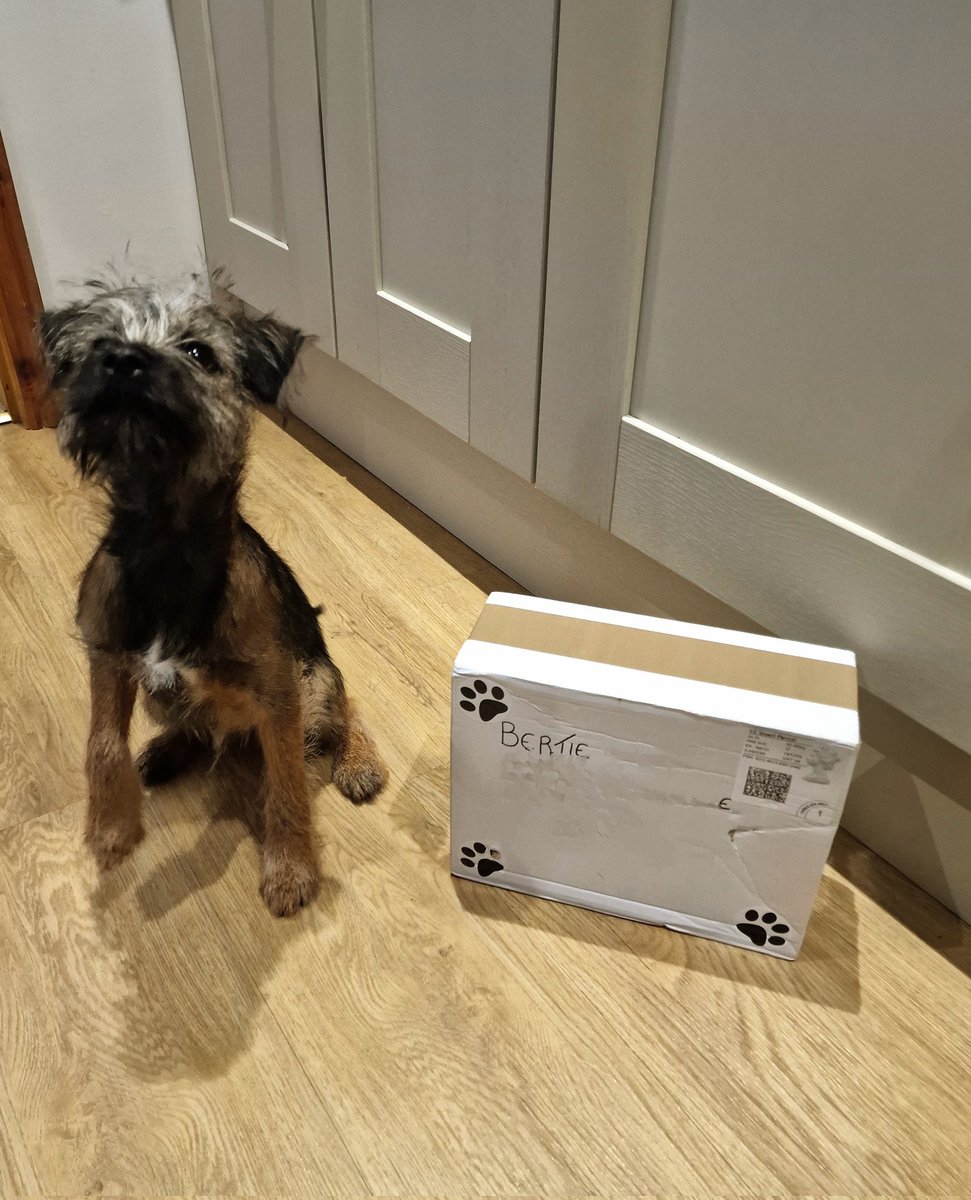 BertieTheBorder's tweet image. I am so excited #BTPosse pals.  My #BTSanta parcel has arrived.  A massive thanks to my secret pal and @hamish_hrh for all the hard work in organising this.  Mum and Dad say that I need to find out if I am on the #Santapaws naughty or nice list on Xmas day before I can open it.