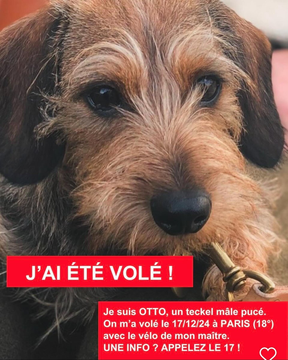 brindille85's tweet photo. Yoann Latouche
Je m’appelle Laurent et on vient de me voler Otto, mon teckel de 6 ans, à Paris. Je suis inconsolable. Un homme visiblement stone a profité d’une seconde d’inattention pour attraper mon vélo avec mon chien dans le panier et prendre la fuite. Il a ensuite été repéré avec Otto glissé dans mon tote-bag bleu marine « Villa Medici » dans le métro Brochant en direction de Chatillon. Svp, aidez-moi à retrouver mon chien  @ls_architecte aidez svp