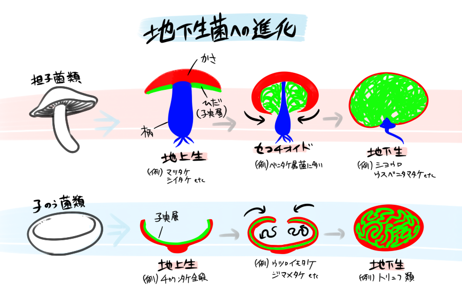 そう言えば地下生菌への進化の流れを図にしてたのでこの機会で貼って