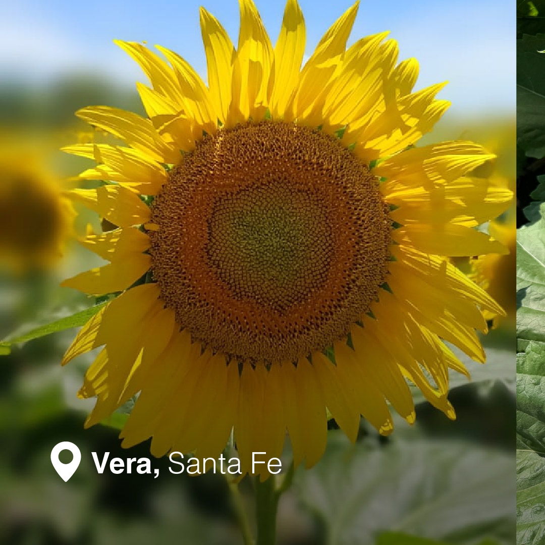 NK Semillas tweet media