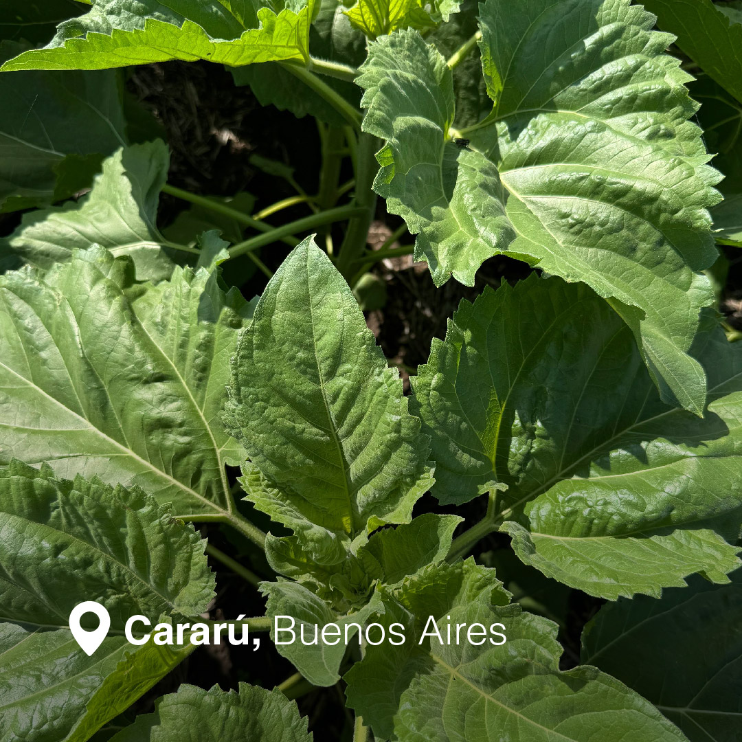 NK Semillas tweet media