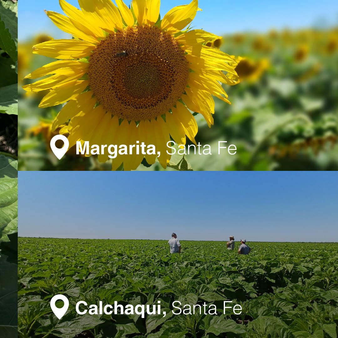 NK Semillas tweet media