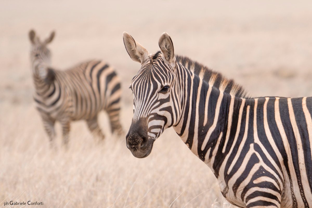 LegnoLinea's tweet image. Kenia