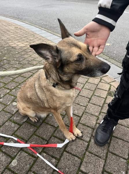 brindille85's tweet photo. ZP Aiseau-Presles/Châtelet/Farciennes
Cette gentille petite chienne a été trouvée sur la Place de la Gare à Châtelet. Elle n'est pas pucée.
Elle se trouve actuellement au Commissariat central, 25 rue du Mayeur à 6200 Châtelet.
Aidez-la à retrouver sa famille en partageant cette publication