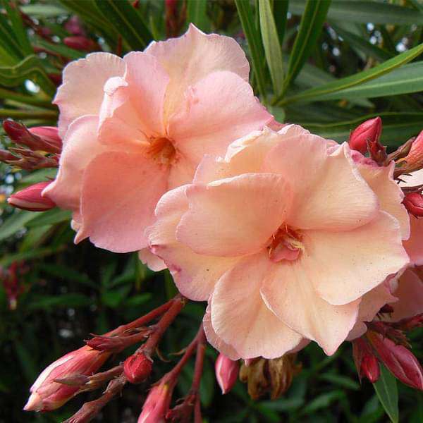 Imotha1's tweet photo. #FlowersEdition💐
#No7 

Oleandar (Oleander nerium) https://t.co/b8LZ2v6A62