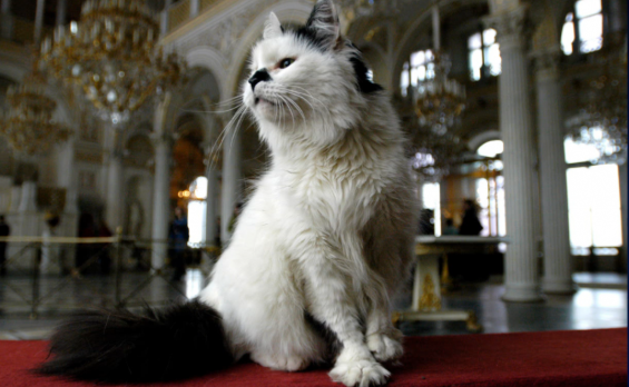 ¿Sabías que existe un museo cuyos vigilantes son gatos? 🐈

El museo Hermitage de San Petersburgo, en Rusia, conserva más de medio centenar de gatos que hacen las labores de vigilantes 😱

rtve.es/n/16377788