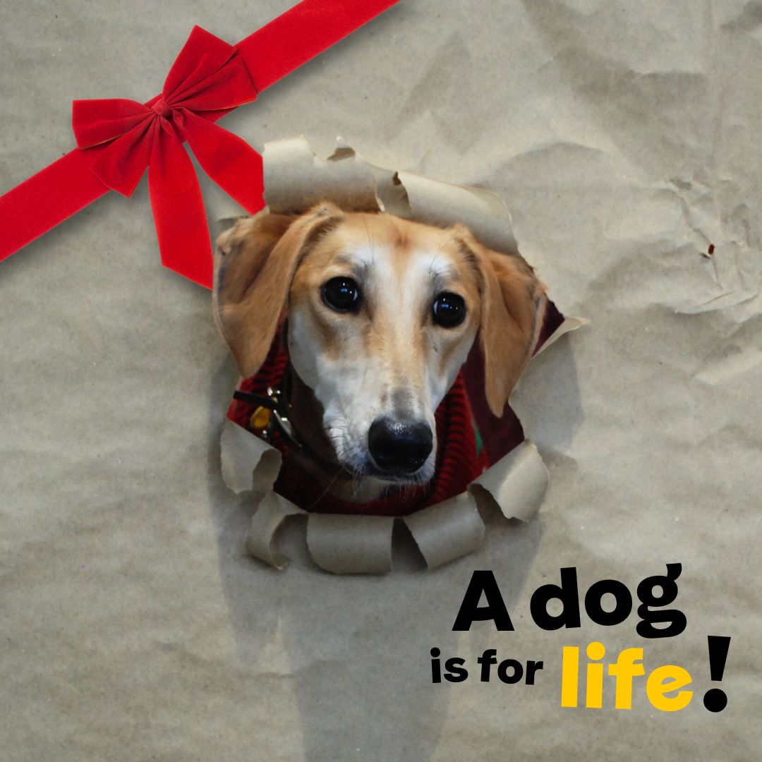 DT_Newbury's tweet photo. It is one week until Christmas and we just wanted to share our message before the big day #ADogIsForLife 💛

Before taking the plunge, we recommend visiting the Dogs Trust’s website for advice on being dog-ready 👉🔗 https://t.co/MF9YTVOwEz

#DogOwnership #Christmas #Commitment https://t.co/JX34i09pbw