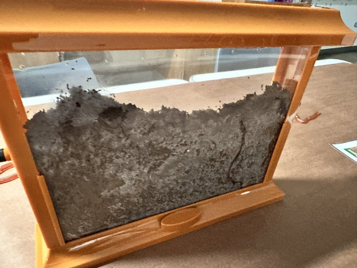 MrsKalustian's tweet photo. It’s Blaze Your Own Trail day at Bryant Elementary! 💜 I can’t wait for the students coming to my class to learn about Worms! Worms! Worms!! 🪱@PISDBryantElem @ProsperISD https://t.co/N27xfatK7C