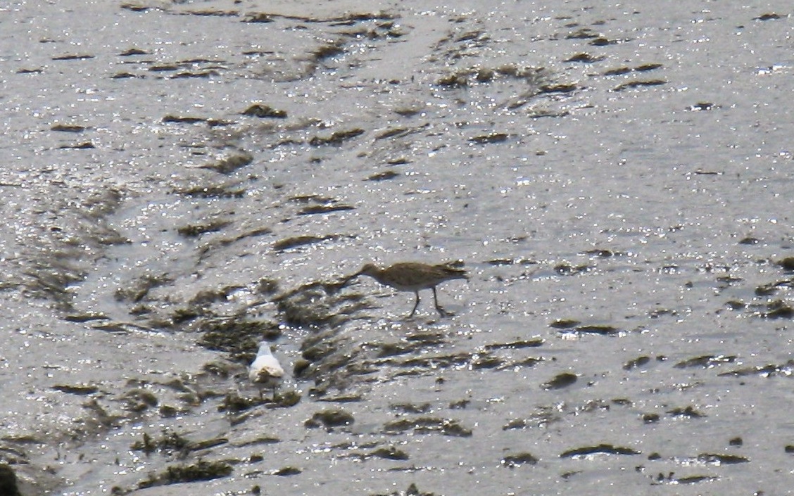 Paul Brain tweet media