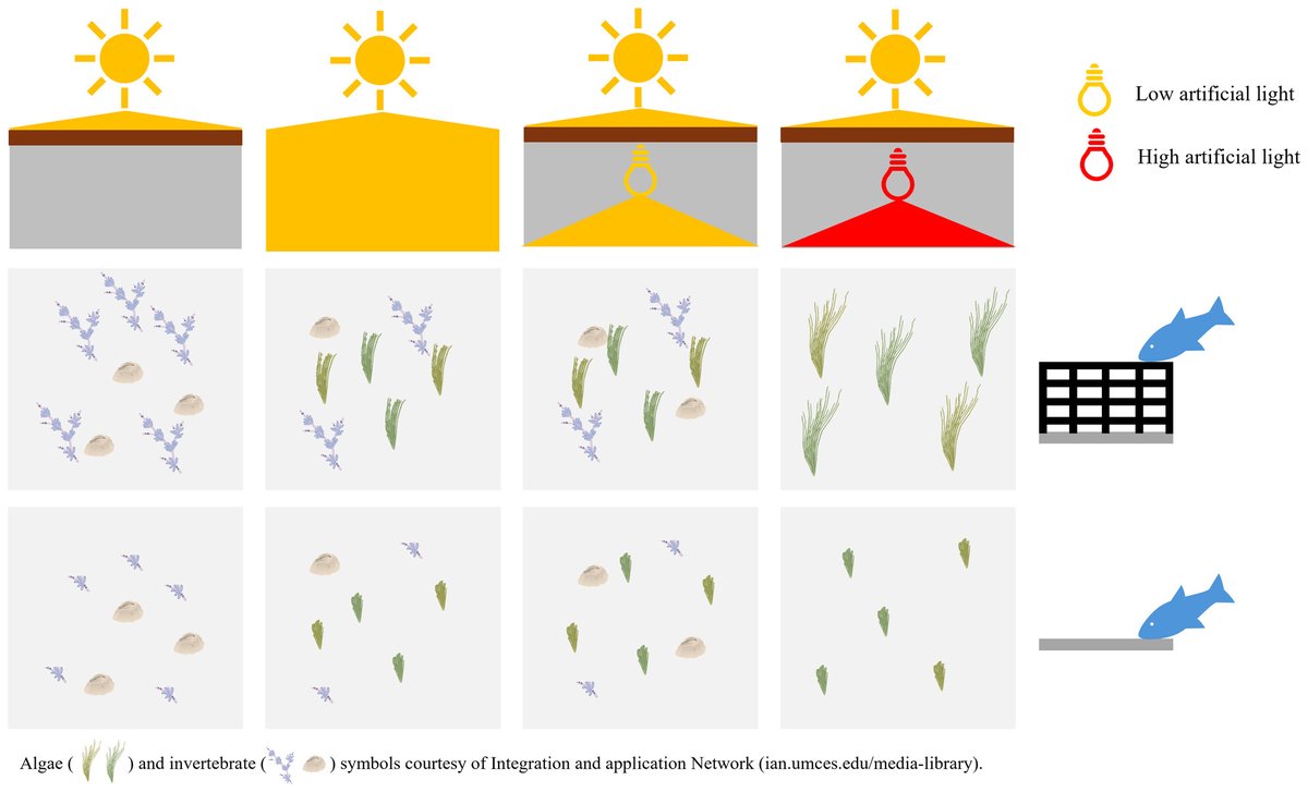 Artificial lights can reverse shading effects from overwater structures, but their success depends on the environment 💡

In low-turbidity areas, low-intensity light mimics natural conditions, while high-intensity light promotes algal growth 🌱

🔗 doi.org/10.1111/1365-2…