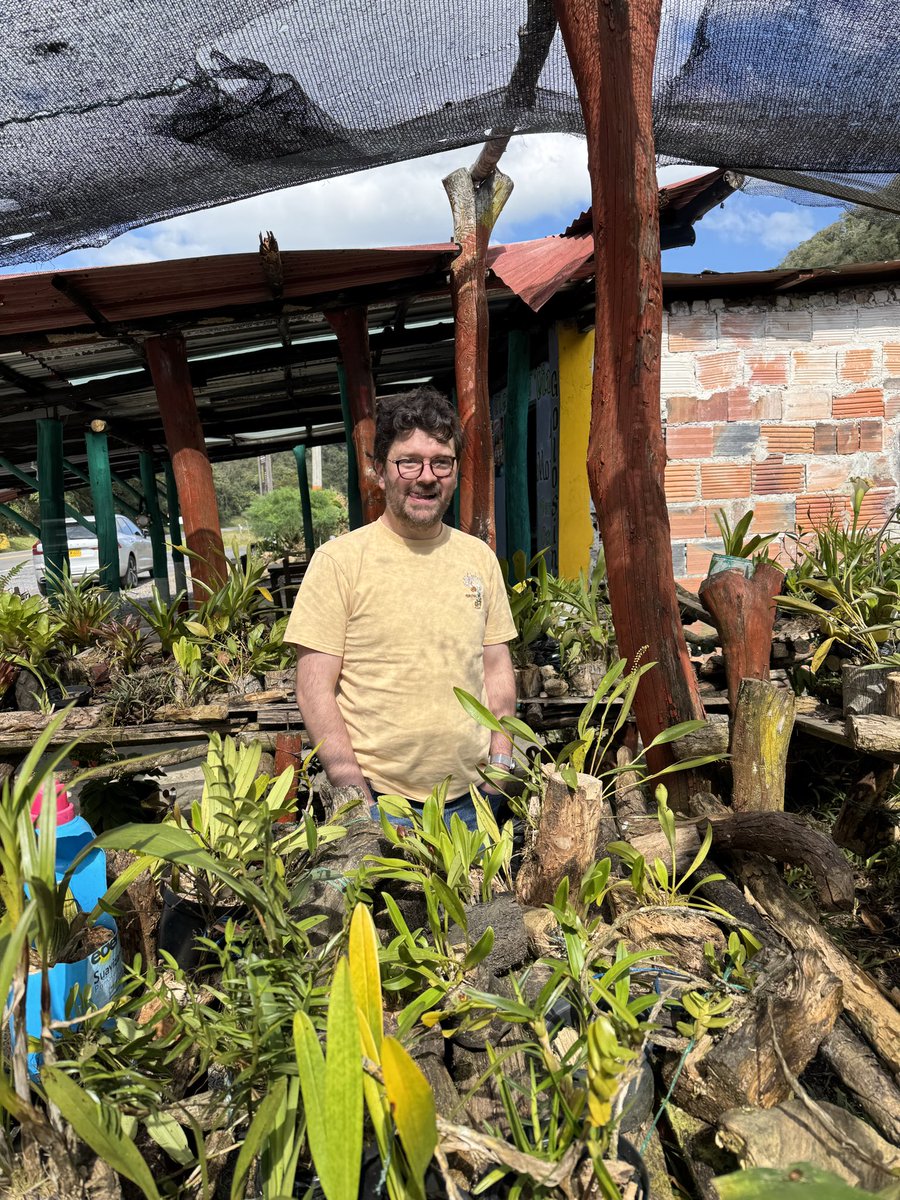 curibotta's tweet photo. On the side of the road between Arcabuco and Moniquirá in Boyacá, #Colombia, Don Victor sells #orchids that he grows himself. They are native species. He also organizes ecological walks through the Serranía del Peligro. I bought a beautiful #Masdevallia corniculata. https://t.co/ZJ6qO0w2VB