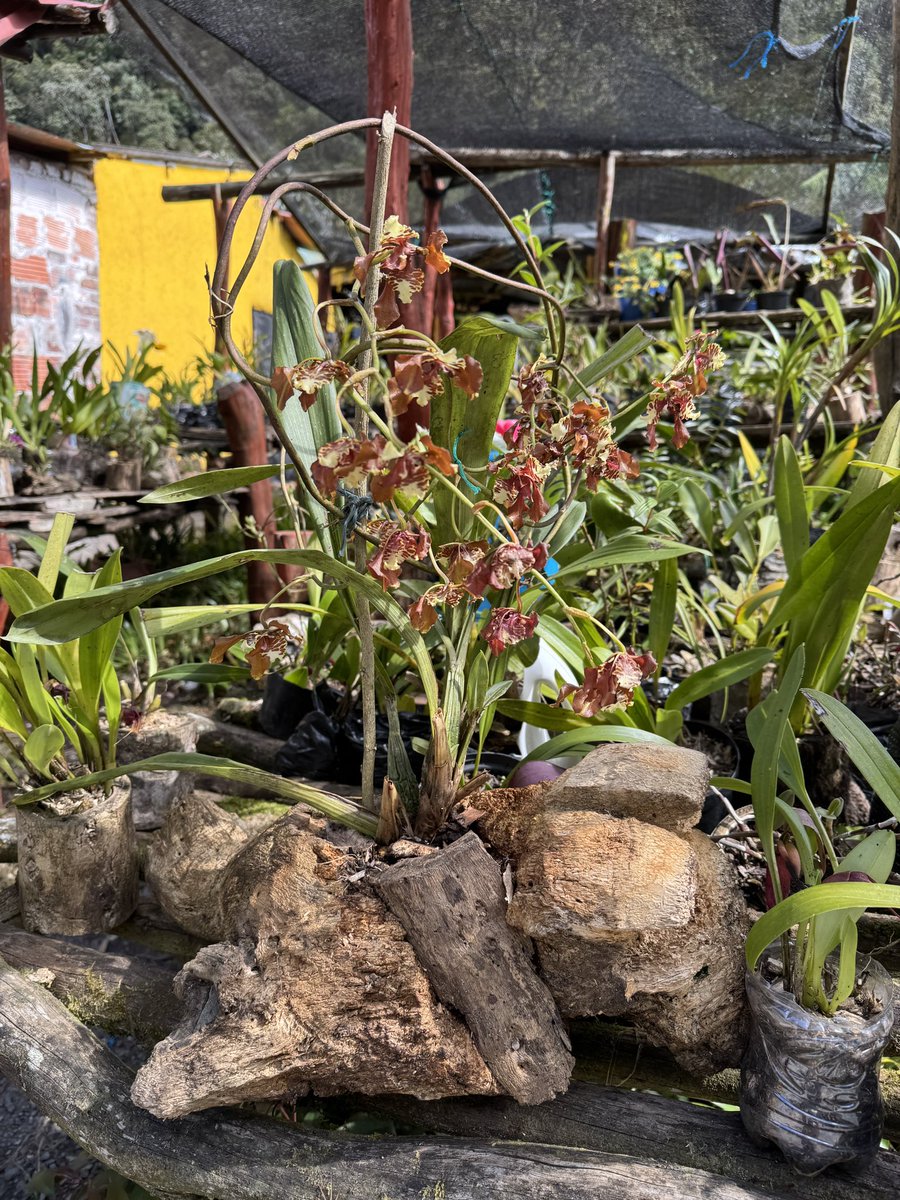curibotta's tweet photo. On the side of the road between Arcabuco and Moniquirá in Boyacá, #Colombia, Don Victor sells #orchids that he grows himself. They are native species. He also organizes ecological walks through the Serranía del Peligro. I bought a beautiful #Masdevallia corniculata. https://t.co/ZJ6qO0w2VB