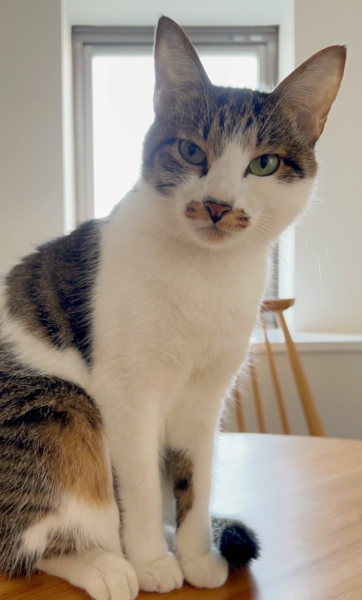 猫の呼び名 無限に増えていく 今日は「もっちりポインセチア♡」って