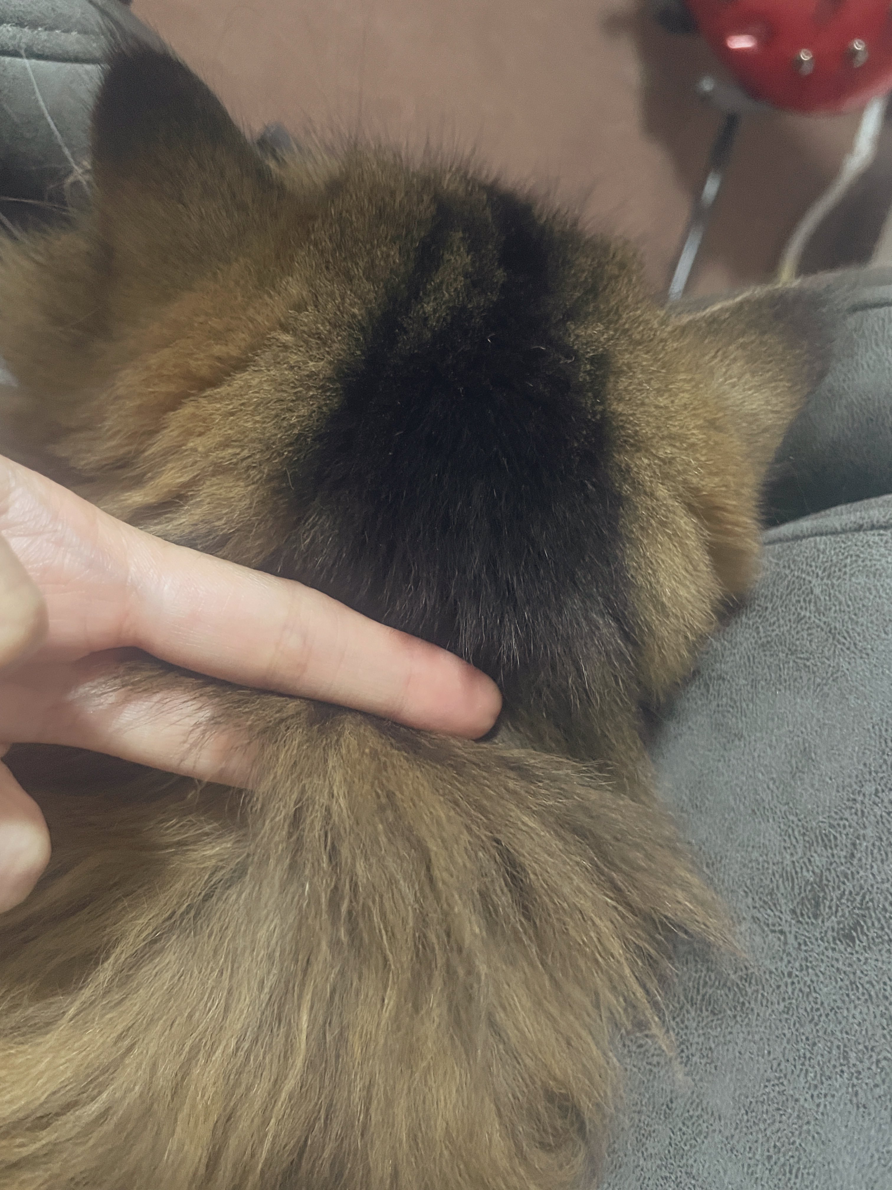 ねここねこ🪬ライブ廃人 on X: 