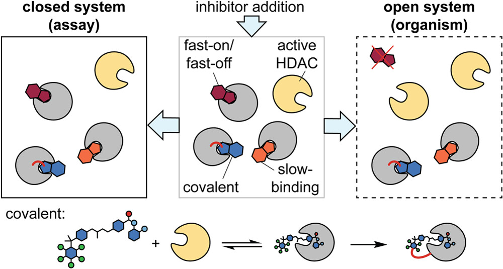 JACS Au (@jacs_au) on Twitter photo Inhibitors of histone deacetylases have seen a recent rise in strategies focused on extended target residence times via slow-binding and covalent mechanisms. <a href="/DrYasirRaouf/">Yasir S. Raouf</a> and <a href="/CarlosMYruela/">Carlos Moreno-Yruela</a> reflect on this emerging paradigm in their perspective š go.acs.org/bZ8 Inhibitors of histone deacetylases have seen a recent rise in strategies focused on extended target residence times via slow-binding and covalent mechanisms. <a href="/DrYasirRaouf/">Yasir S. Raouf</a> and <a href="/CarlosMYruela/">Carlos Moreno-Yruela</a> reflect on this emerging paradigm in their perspective š go.acs.org/bZ8