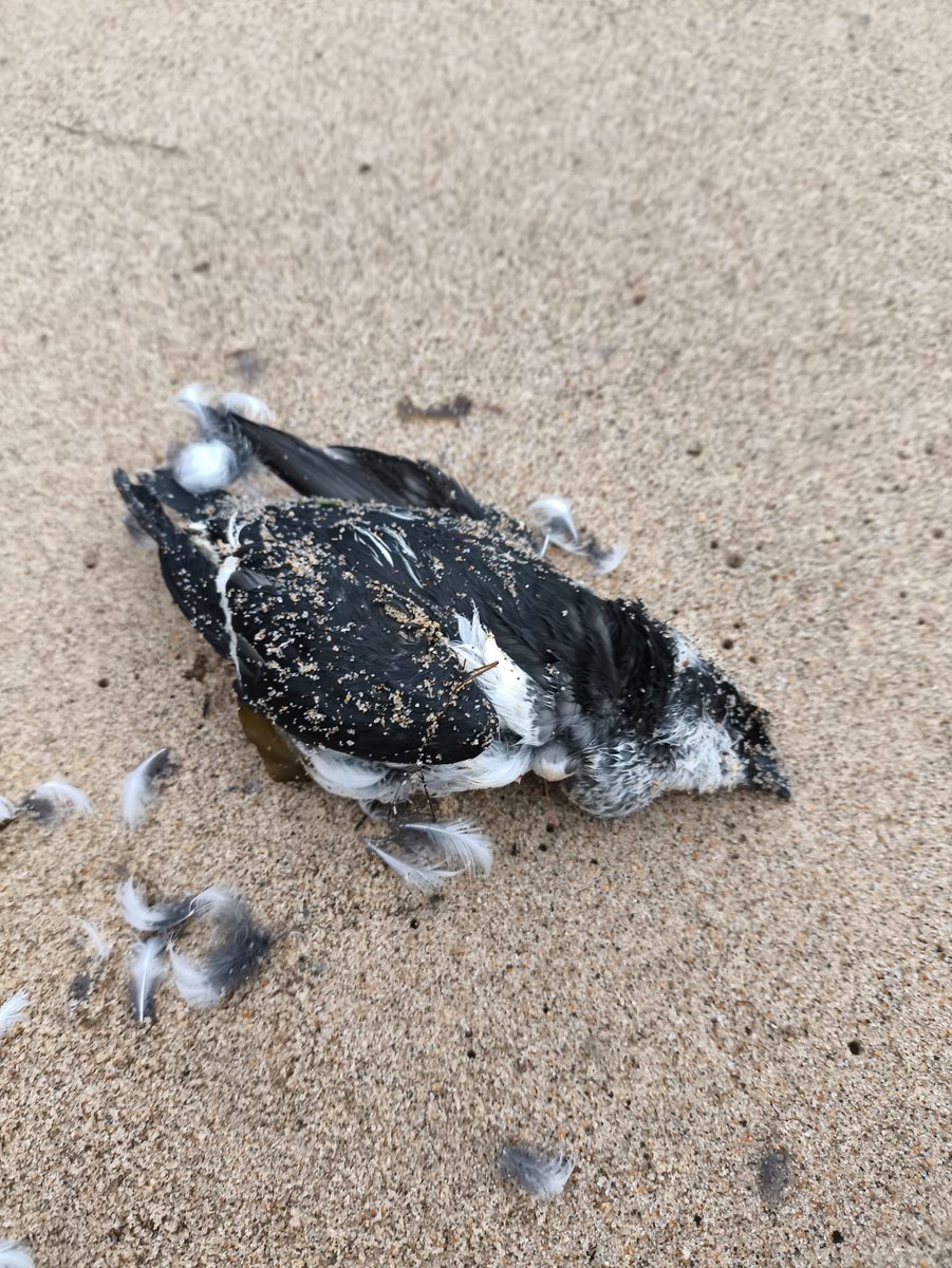 Dave Dixon (@dave_dixon1) on Twitter photo Haven’t posted in a while but still out picking everyday
Spotted 2 little Auks victims of storm Darragh I didn’t make but the other was still alive and moved above the strand line to recover pics courtesy of <a href="/daveyhen1/">Dave Henderson</a> Haven’t posted in a while but still out picking everyday
Spotted 2 little Auks victims of storm Darragh I didn’t make but the other was still alive and moved above the strand line to recover pics courtesy of <a href="/daveyhen1/">Dave Henderson</a>