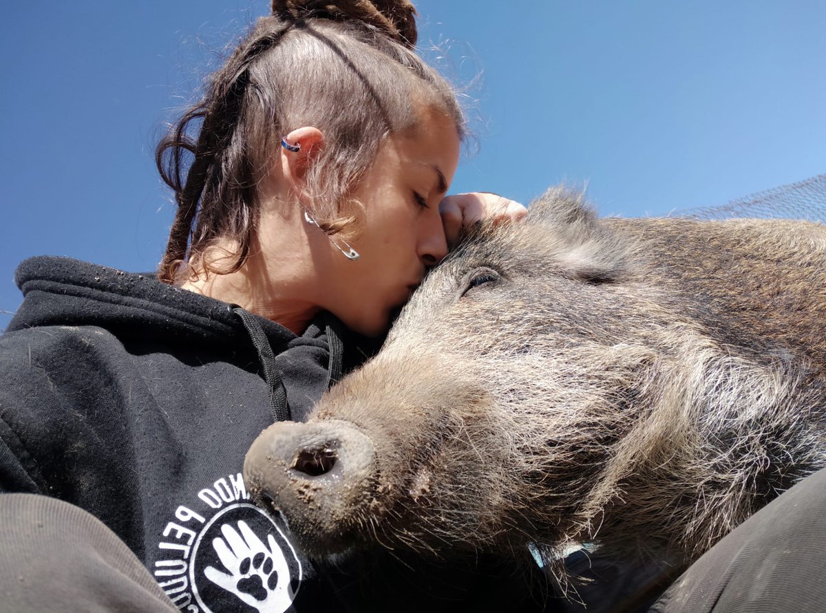 🐗 Fermín, el jabalí más sociable 
Rescatado tras perder a su madre, Fermín llegó siendo un bebé. Hoy es puro amor:
💖 Disfruta de las caricias y juega con su balón.
🍎 Ama las frutas y ¡las bellotas son su pasión!
🐾 Enamora a todos con su nobleza.

🐗❤️ #SalvandoPeludos #Fermín