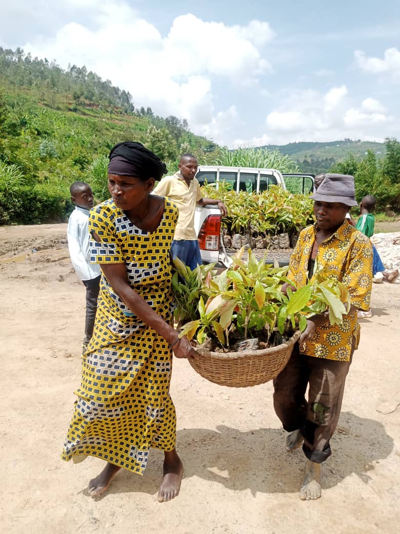 CaritasNyundo's tweet photo. Iyi gahunda izakomereza mu Turere twa @NyabihuDistrict na @RutsiroDistrict mu minsi iri imbere. Muri iki gihembwe hazatangwa ibiti 3,500 by'avoka zibanguriye
#Ibiti bitatu ku muryango
#igiti cyanjye
#turandure ingwingira burundu https://t.co/tkt8H8hCXi