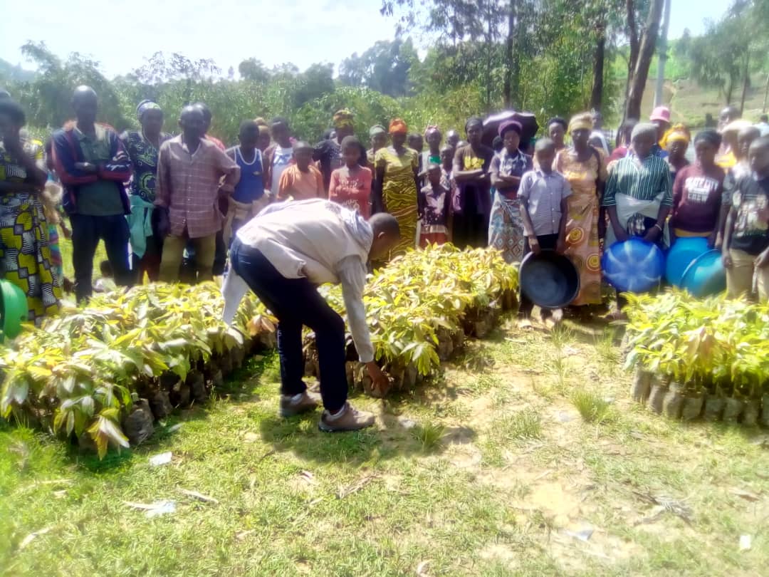 CaritasNyundo's tweet photo. Iyi gahunda izakomereza mu Turere twa @NyabihuDistrict na @RutsiroDistrict mu minsi iri imbere. Muri iki gihembwe hazatangwa ibiti 3,500 by'avoka zibanguriye
#Ibiti bitatu ku muryango
#igiti cyanjye
#turandure ingwingira burundu https://t.co/tkt8H8hCXi