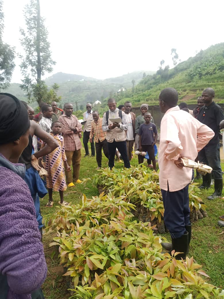CaritasNyundo's tweet photo. Iyi gahunda izakomereza mu Turere twa @NyabihuDistrict na @RutsiroDistrict mu minsi iri imbere. Muri iki gihembwe hazatangwa ibiti 3,500 by'avoka zibanguriye
#Ibiti bitatu ku muryango
#igiti cyanjye
#turandure ingwingira burundu https://t.co/tkt8H8hCXi