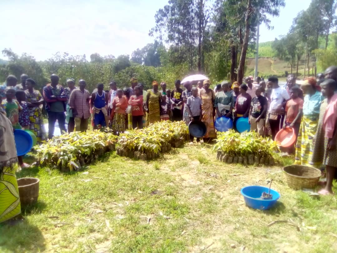 CaritasNyundo's tweet photo. Iyi gahunda izakomereza mu Turere twa @NyabihuDistrict na @RutsiroDistrict mu minsi iri imbere. Muri iki gihembwe hazatangwa ibiti 3,500 by'avoka zibanguriye
#Ibiti bitatu ku muryango
#igiti cyanjye
#turandure ingwingira burundu https://t.co/tkt8H8hCXi