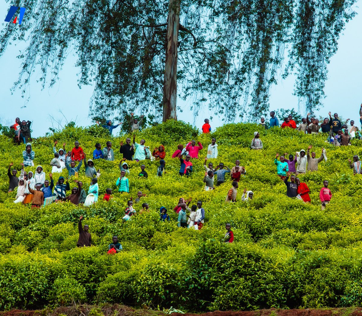 akezanet's tweet photo. 🔴😍 Appréciez ces beaux clichés des jeunes élèves de la commune #Mugamba, en @Province_Bururi, pris par @akezanet, pendant qu'ils s’initiaient à la cueillette des feuilles vertes du thé, dans les plantations aménagées non loin de l’Usine de Thé de TORA. Des activités qui s’inscrivent dans le cadre des «  Initiatives à Résultats Rapides (IRR) ».

#lesbeautesdecheznous #akezanet #Agriculture #IRR #Burundi