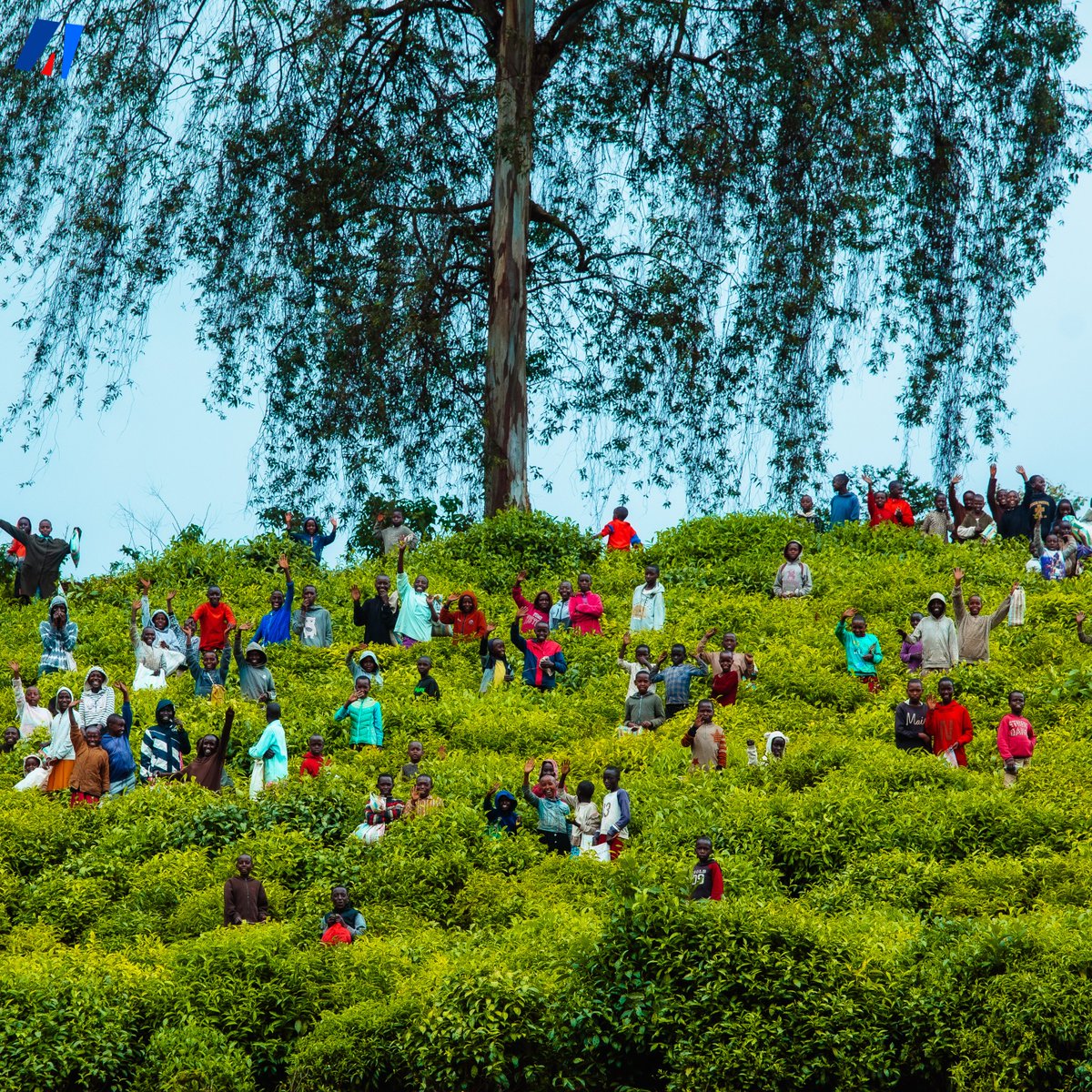 akezanet's tweet photo. 🔴😍 Appréciez ces beaux clichés des jeunes élèves de la commune #Mugamba, en @Province_Bururi, pris par @akezanet, pendant qu'ils s’initiaient à la cueillette des feuilles vertes du thé, dans les plantations aménagées non loin de l’Usine de Thé de TORA. Des activités qui s’inscrivent dans le cadre des «  Initiatives à Résultats Rapides (IRR) ».

#lesbeautesdecheznous #akezanet #Agriculture #IRR #Burundi