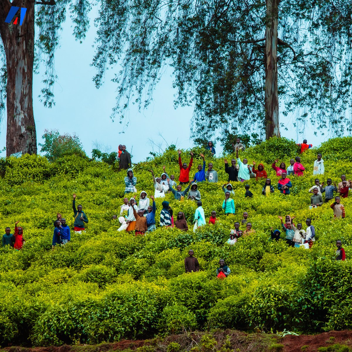akezanet's tweet photo. 🔴😍 Appréciez ces beaux clichés des jeunes élèves de la commune #Mugamba, en @Province_Bururi, pris par @akezanet, pendant qu'ils s’initiaient à la cueillette des feuilles vertes du thé, dans les plantations aménagées non loin de l’Usine de Thé de TORA. Des activités qui s’inscrivent dans le cadre des «  Initiatives à Résultats Rapides (IRR) ».

#lesbeautesdecheznous #akezanet #Agriculture #IRR #Burundi