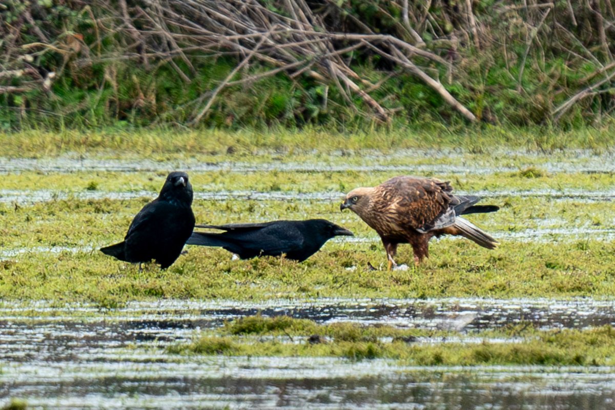HACPIX's tweet photo. What happened next? Part 2 #keyhaven  Buzzard protects lunch from aggressive Crow. Egyptian Geese loose interest @LymKeyRanger @HantsIWWildlife @Natures_Voice @Allthingswild01 @Oz_Birds @birdfact_ @birdingplaces https://t.co/HrrmneaoJI