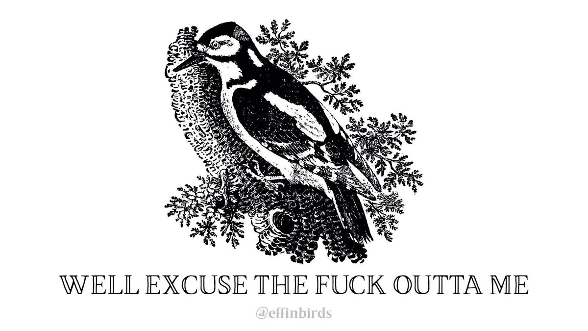Effin' Birds tweet media