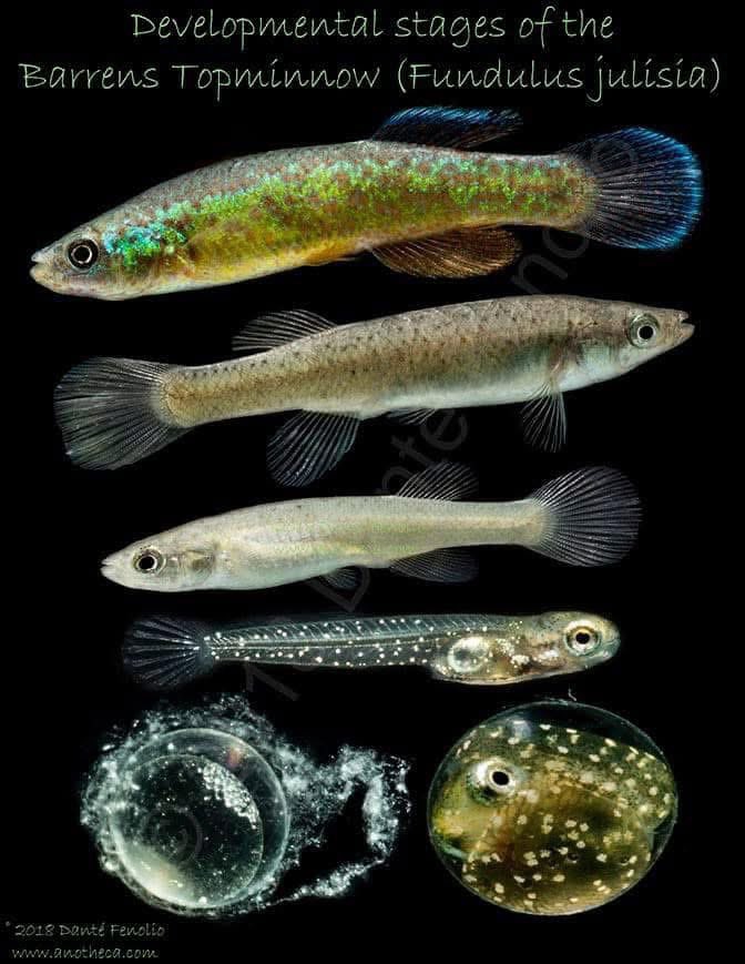 DanteFenolio's tweet photo. I am thankful for Barrens Topminnows (Fundulus julisia) https://t.co/BMSZCx1TjV