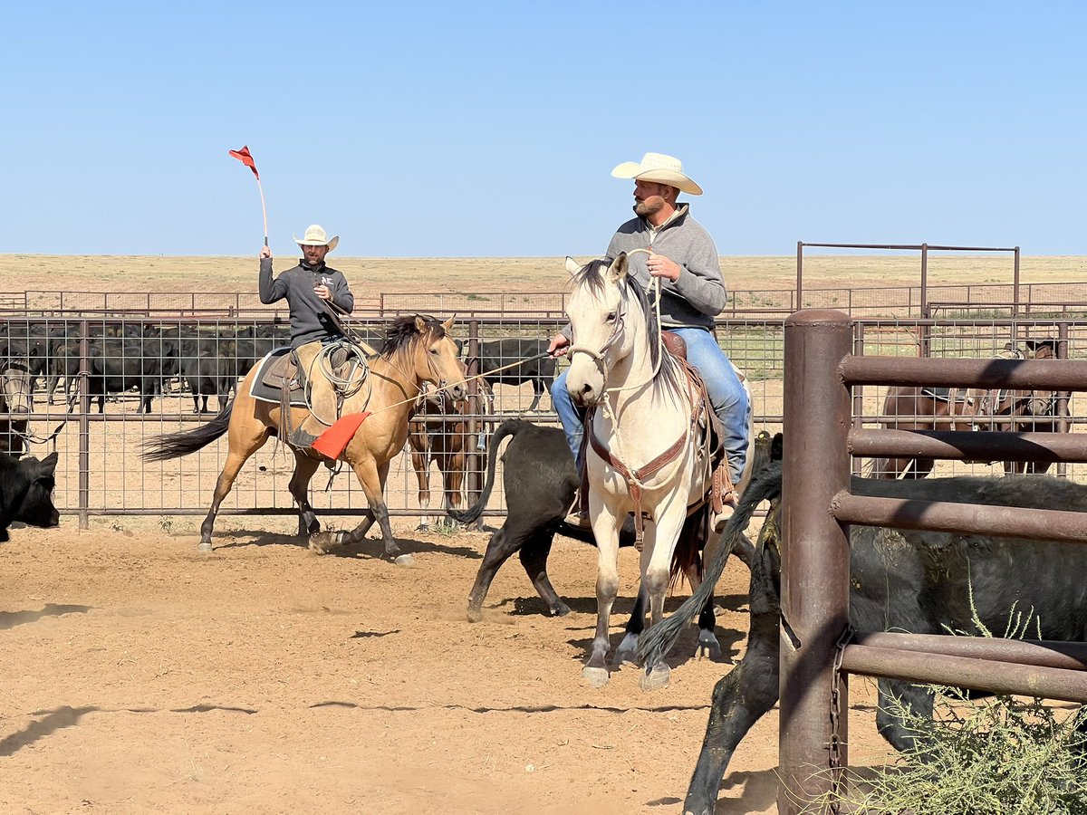 XITRanch's tweet photo. XIT at the Long X Fall Works
We had a lot of fun helping Reynold’s Cattle Company at their Fall Works!
Our families have been intertwined since about 1916.
We can only think that those who came before us are smiling down on us today.
#XITRanch #LongX #FallWorks #Texas https://t.co/gKg2sS4WxN
