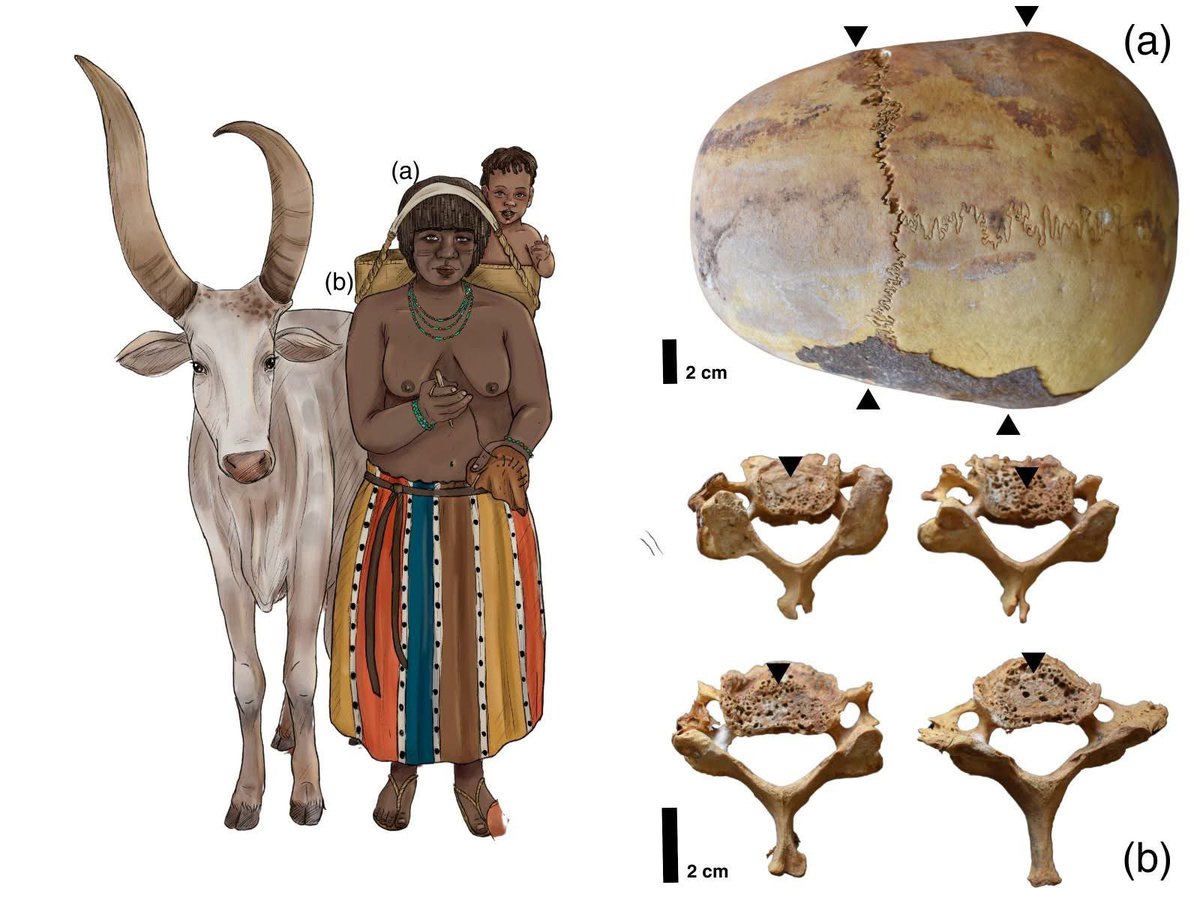 🌍 What do the bones of the people buried at Abu Fatima, a Bronze Age Nubian cemetery (2500–1500 BCE), reveal about learned body techniques and social roles in Kerma society? 
<a href="/age_eaa/">Archaeology and Gender in Europe | EAA Community</a> <a href="/archaeologyEAA/">European Association of Archaeologists</a> 
📖 Read the full article here 👉 sciencedirect.com/science/articl…