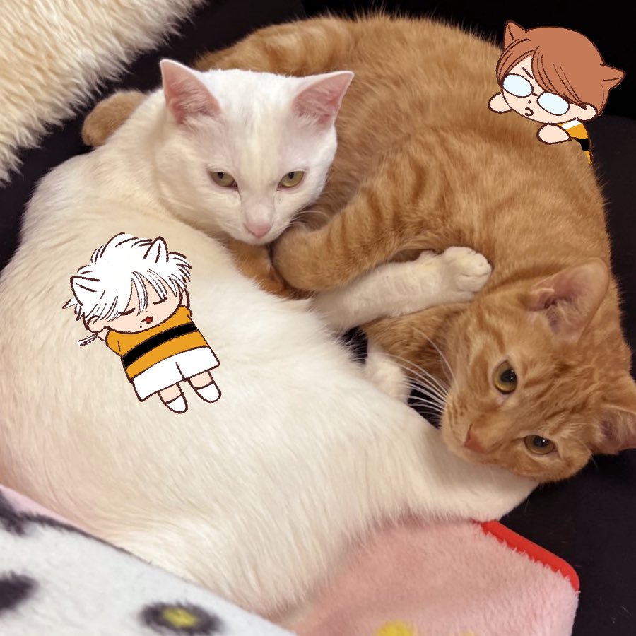 やーいお前んちの猫立海D1 