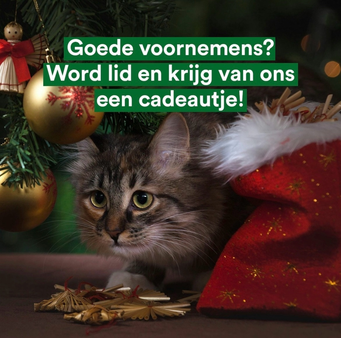 Judith Hofte tweet media