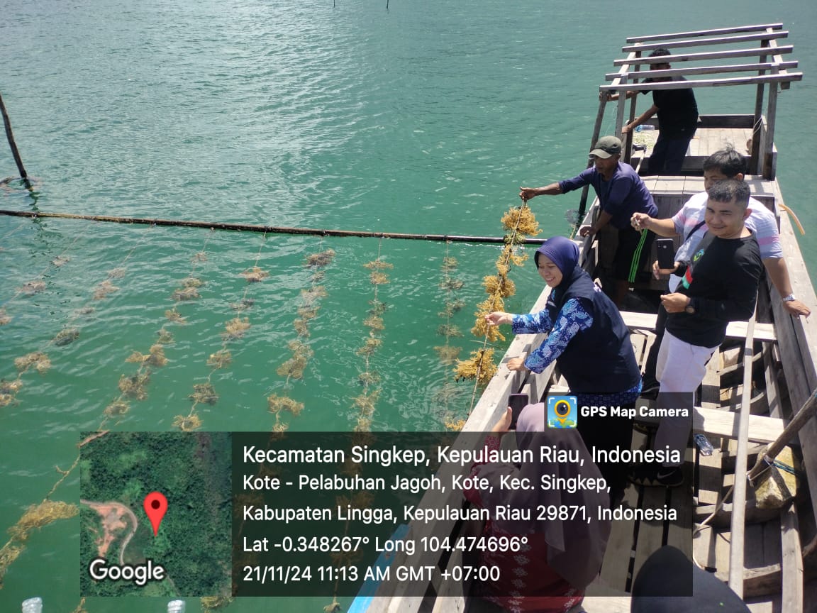 MegaTania17's tweet photo. Kamis (21/11) Mega Tania, Luhkan Kab Lingga, Monitoring dan Evaluasi Kebun Bibit Rumla pd Pokdakan Biru Laut Ds Pelakak bersama Tim DKP Prov Kepri
#GiatLuhkanSatminkalMedan #Lingga #Rumputlaut
@bppsdm_kp
@kkpgoid
@pusluhkp
@bppsdm_bp3medan
@bpblbatam
@BASRIBOSBAS https://t.co/SbJF2Ob1Wv
