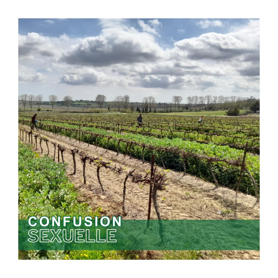 perislanguedoc's tweet photo. 🌱Confusion Sexuelle
C'est le moment de passer votre #commande et garantir la disponibilité de votre matériel.
Faites appel à l’expertise PERIS pour concevoir et valider vos îlots de confusion. 😁

#agriculture @NegoceAgricole @VilleDeBeziers @Occitanie https://t.co/fsVrhetU2l