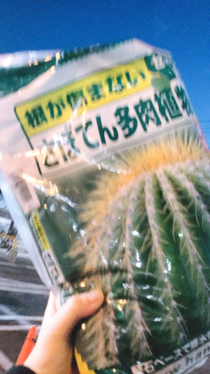 cupc777's tweet photo. こんばんは！植物同好会です🌱

今月の活動では買い出しに行ったり、雑草抜きをしたり、多肉植物のお世話をしたりしました🎶

日が沈むのが早く、冬を感じます🎅🎄🤍 https://t.co/NETZT6BGVS