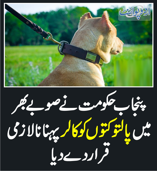 DailyUrduPoint's tweet photo. خبر کی مزید تفصیل جانئیے
https://t.co/6ep7ynD58J

#PetDogs #Collar #DogCollar #DogRegistration @pmln_org @MaryamNSharif   @GovtofPunjabPK https://t.co/u8gjwzVYzU