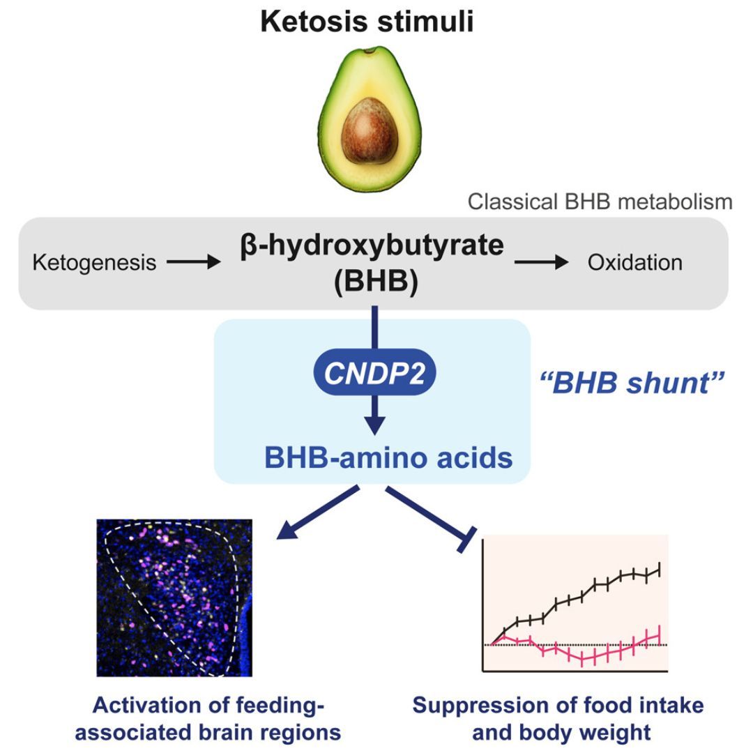SBNutrients's tweet image. What if ketones could do more than we thought?
Researchers have discovered a new pathway where BHB pairs with amino acids like phenylalanine, forming compounds that reduce food intake and body weight in mice. A step toward new treatments for obesity and metabolic disorders.
👉…
