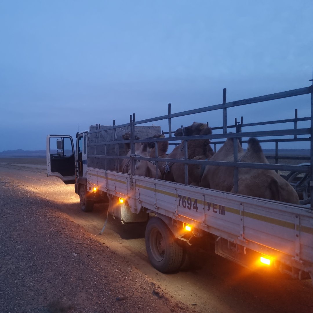 KnowsleySafari's tweet photo. 📣✨🐫 A New Home for Wild Camels this #WildlifeWednesday

In September, our vet Jen helped @wildcamels relocate seven rare wild camels to the Toli Bulag Reserve.

With fewer than 1,000 left, having two groups:
🌍 Prevents inbreeding
🌿 Safeguards against disease https://t.co/5HAWBjswoo