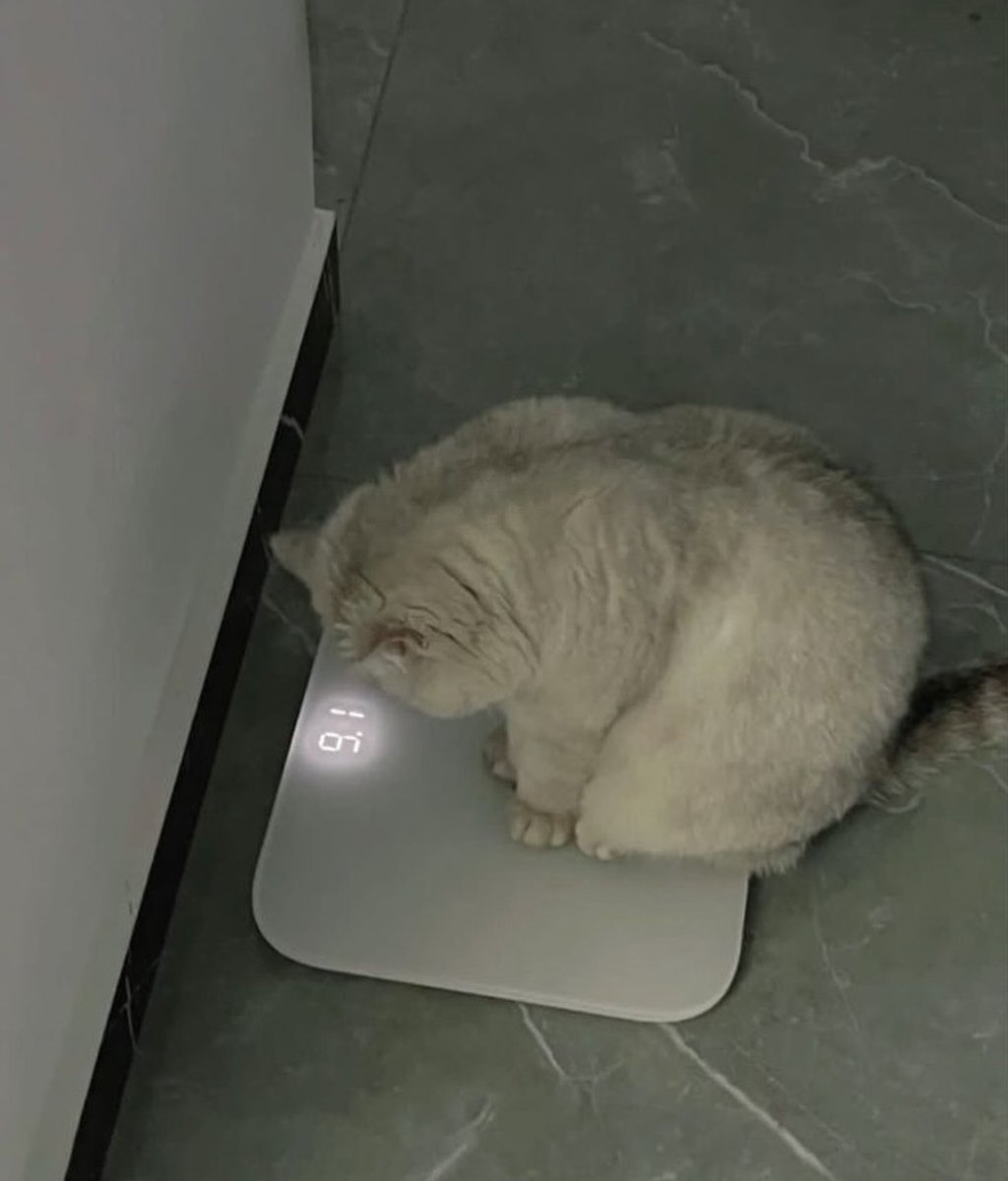 Cats Cure Depression tweet media