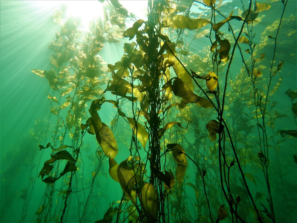 WCS Chile (@wcs_chile) on Twitter photo ¡Firmamos convenio! 👏🌱
⠀⠀⠀⠀⠀⠀⠀⠀⠀
Junto a <a href="/FondoNaturaleza/">Fondo Naturaleza Chile</a> colaboramos con el objetivo de revertir el déficit de financiamiento que impacta en la conservación efectiva y restauración de la naturaleza.
Más info aquí: fondonaturaleza.org/post/wcs-chile… ¡Firmamos convenio! 👏🌱
⠀⠀⠀⠀⠀⠀⠀⠀⠀
Junto a <a href="/FondoNaturaleza/">Fondo Naturaleza Chile</a> colaboramos con el objetivo de revertir el déficit de financiamiento que impacta en la conservación efectiva y restauración de la naturaleza.
Más info aquí: fondonaturaleza.org/post/wcs-chile…