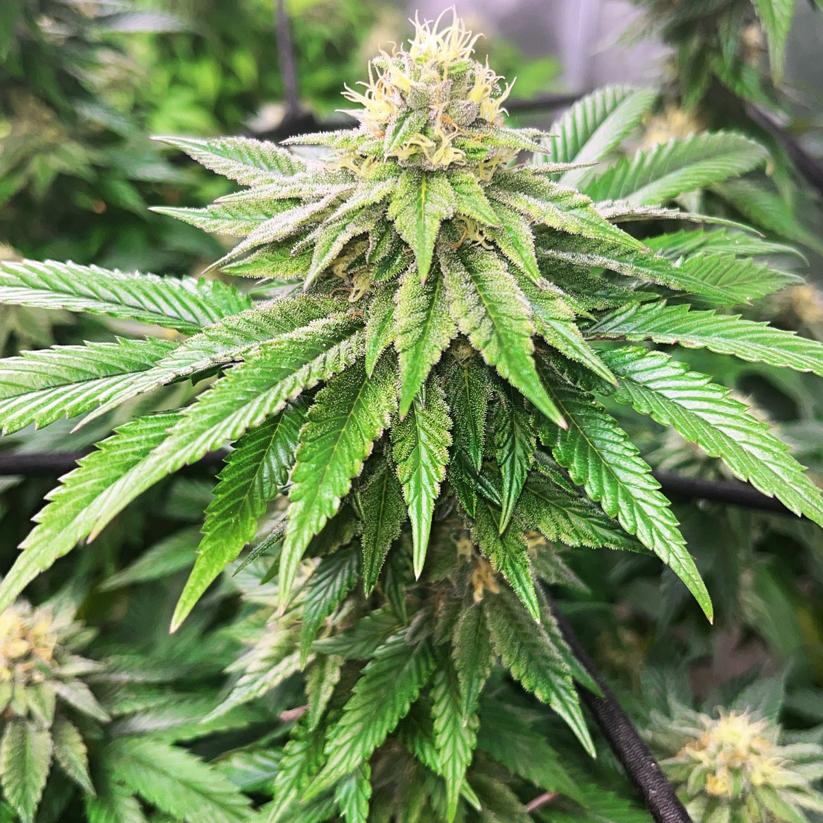 Dark Sunset bagseed #2 #bigbearcanna #bigbearsden #growyourown #cannabiscommunity #growerslove