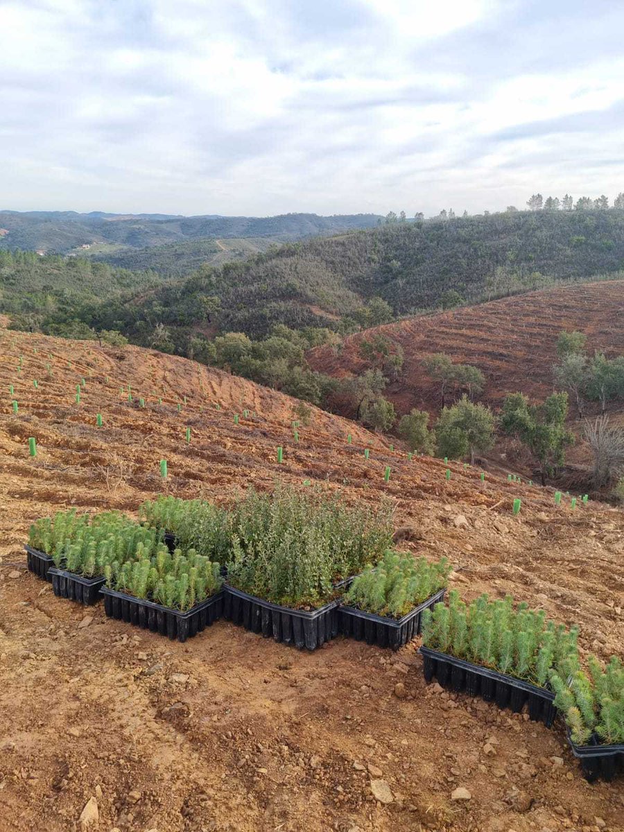 LIFETerraEurope's tweet photo. New trees for our biggest ecological restoration project in Portugal 🌳

👉🏼🌍This shows that Life Terra's commitment to ecological restoration is a long-term view!

Learn more about the project: https://t.co/UZFeob42C7

#survivalrate #monitoring #treeplanting https://t.co/E0cYSB5D1B