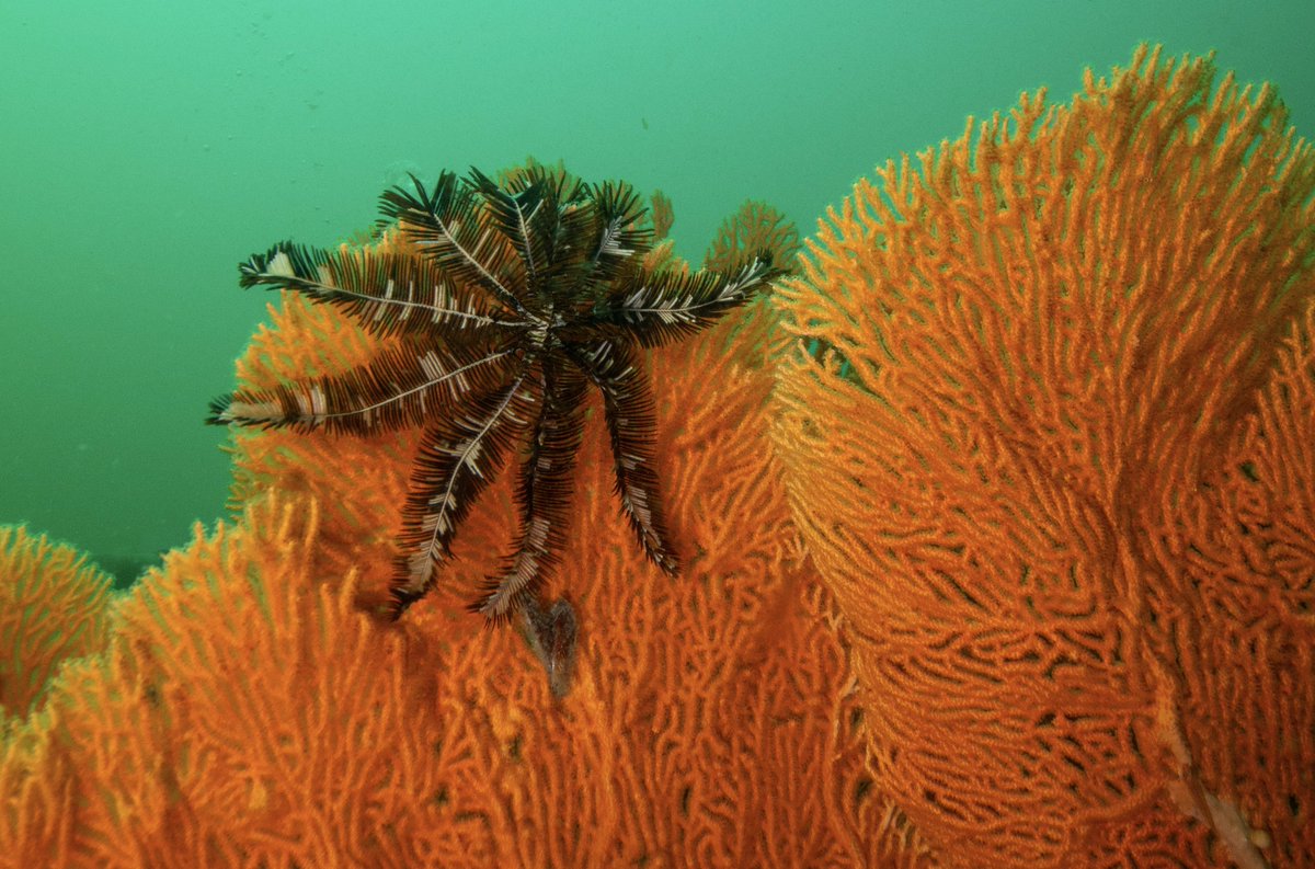boulderbayeco's tweet photo. Discover the stunning marine life around Boulder Island—vibrant, untouched, and full of wonder 🐢 Dive into pristine reefs with our certified instructor at Boulder Bay Eco Resort. An underwater paradise awaits. Book now: https://t.co/dQnK1zqEIo
#BoulderIsland #ScubaDiving #MarineLife #EcoResort #HiddenParadise #DiveIntoNature #UnderwaterWorld #MyeikArchipelago #TravelAsia #TropicalEscape